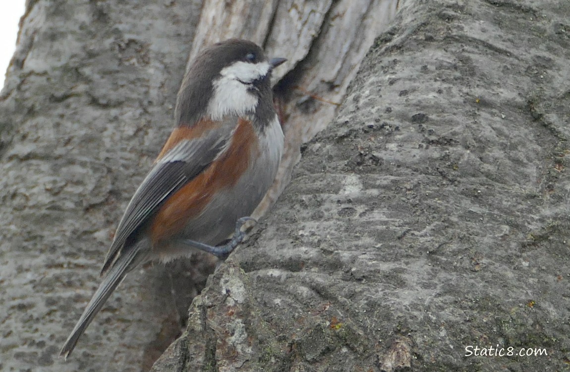 Chestnut Back Chickadee standing on the side of a tree trunk