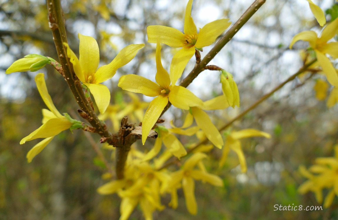 Forsythia blooms