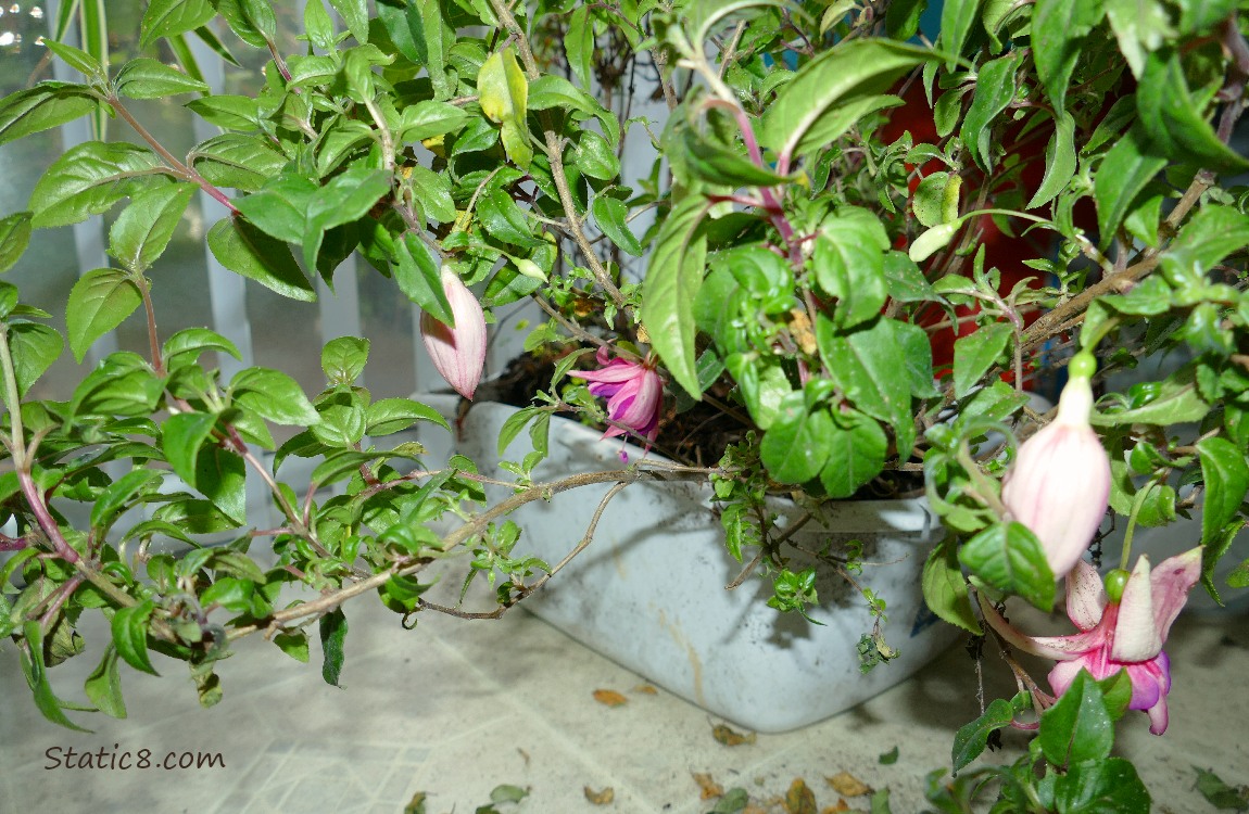 Fuchsia plant with several budding blossoms