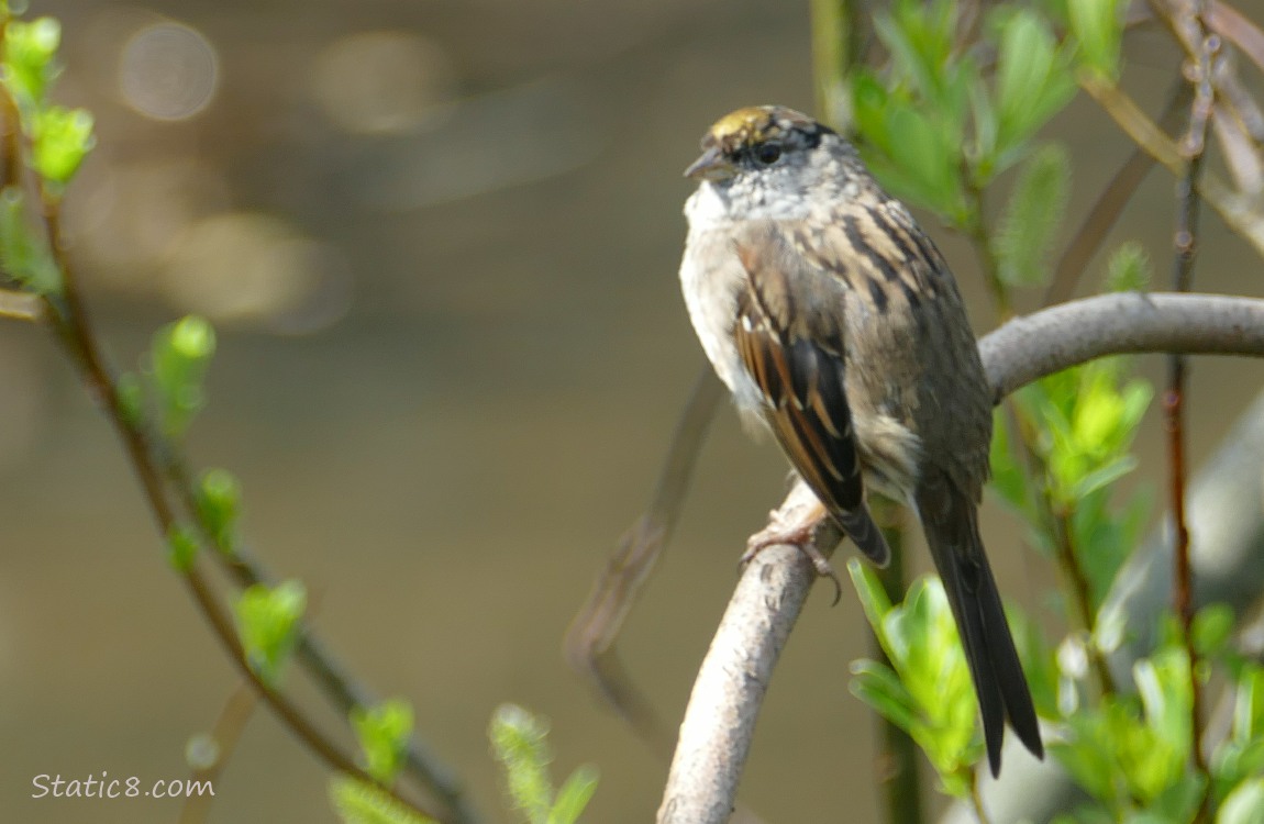 Golden Crown Sparrow standing on a twig with bright green leaves budding out