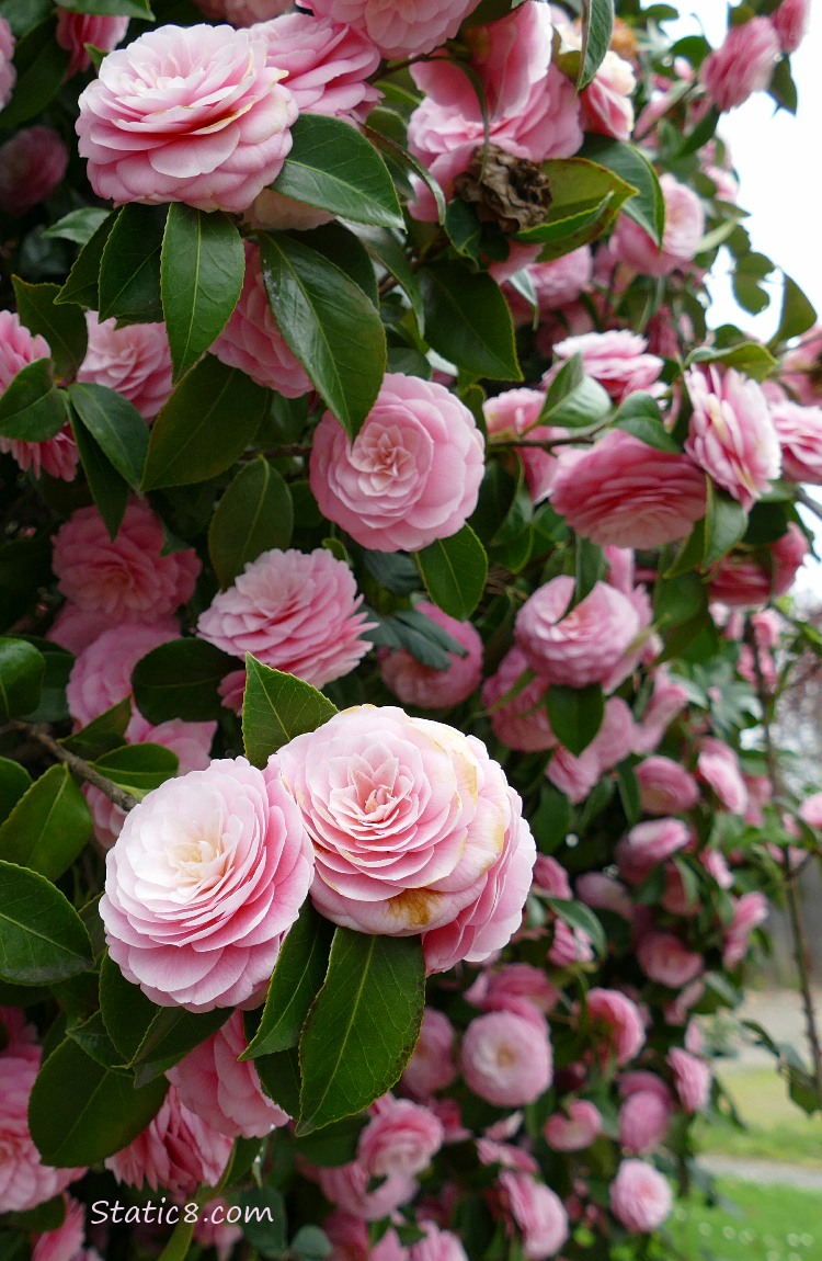 Camellia bush loaded with pink blooms