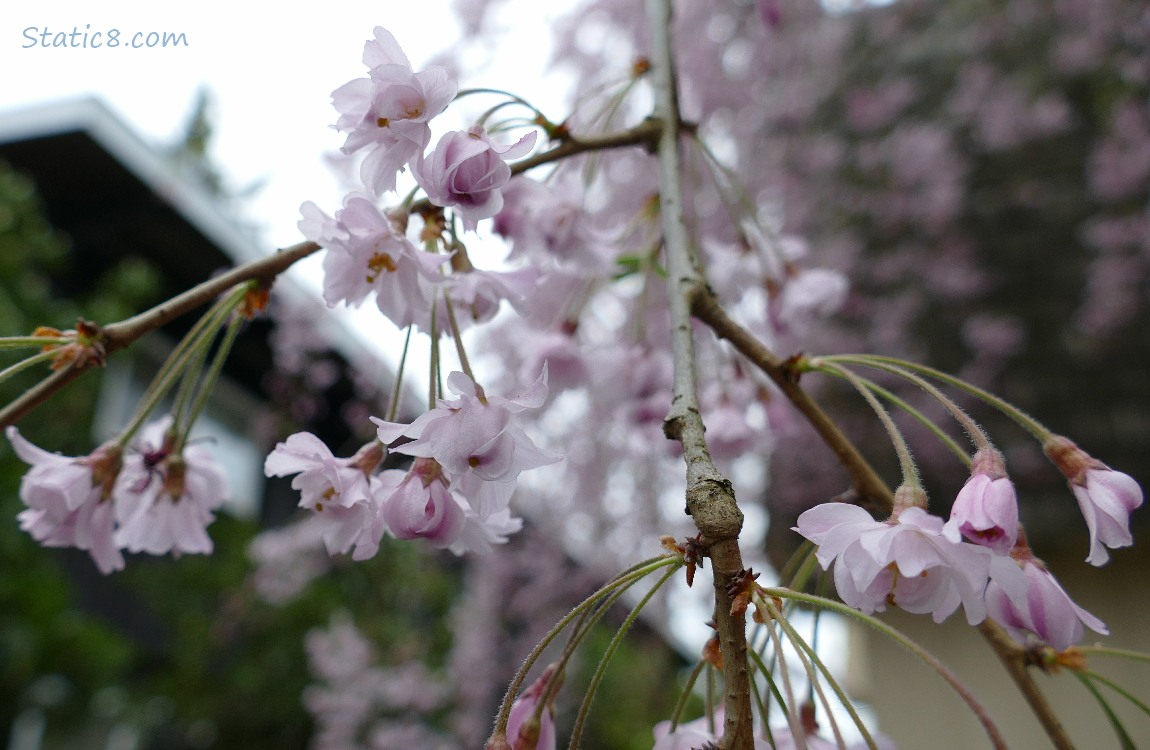 pink Cherry blossoms under a grey sky