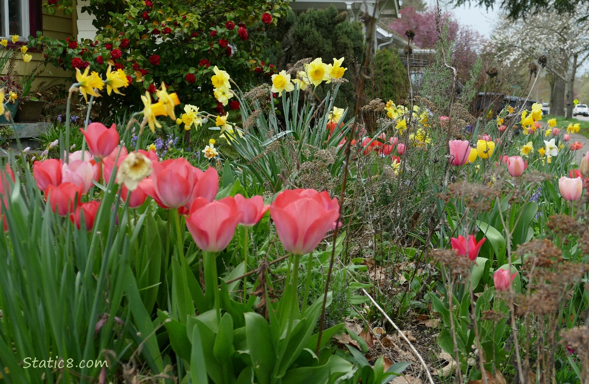 Tulips and Daffodils in a front yard