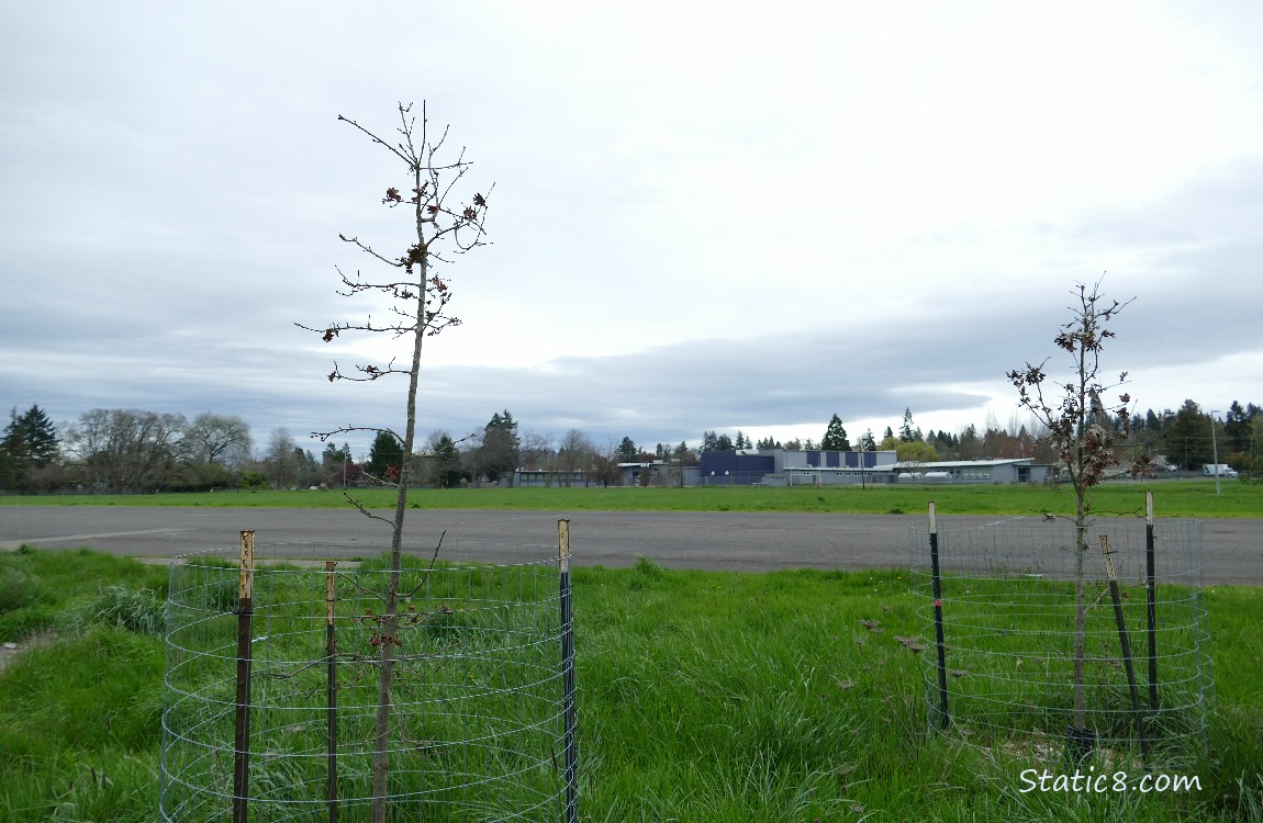 saplings in front of a parking lot