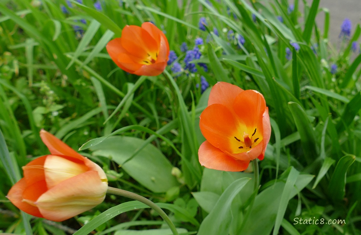 Orange tulips blooming in the grass with some Grape Hyacinths