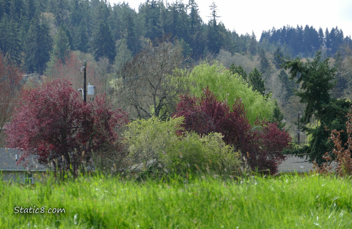 Spring trees with fir trees on the hill in the distance
