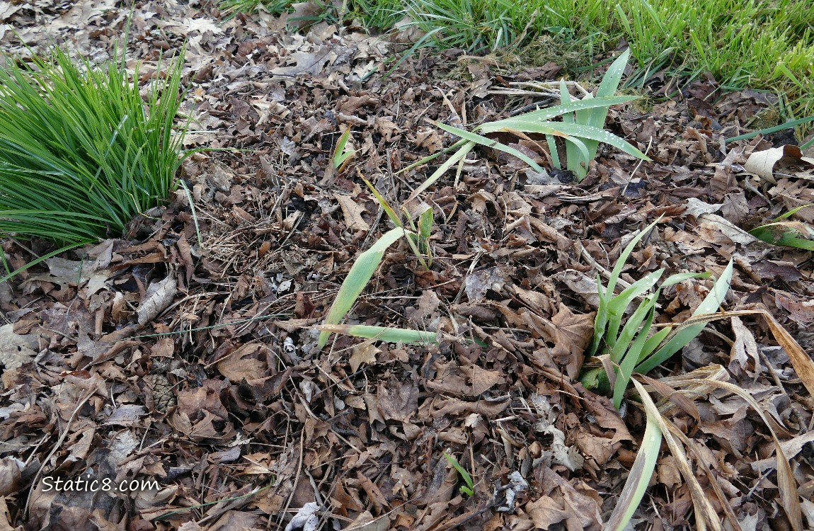 Iris leaves growing from leaf mulch
