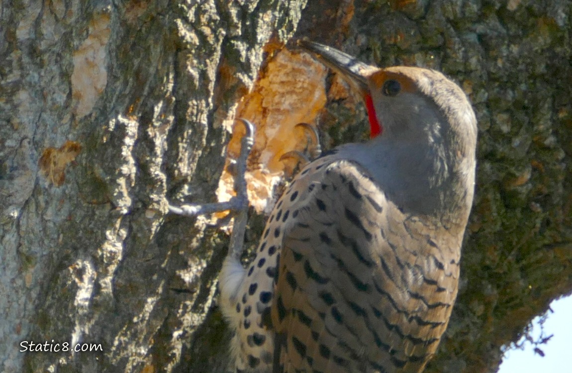 Male Flicker standing at the nest hole he is making in a tree trunk