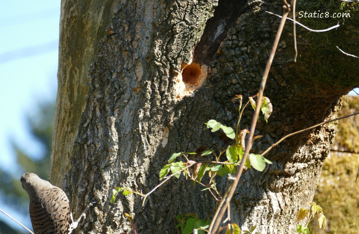 Flicker standing on the side of a tree trunk