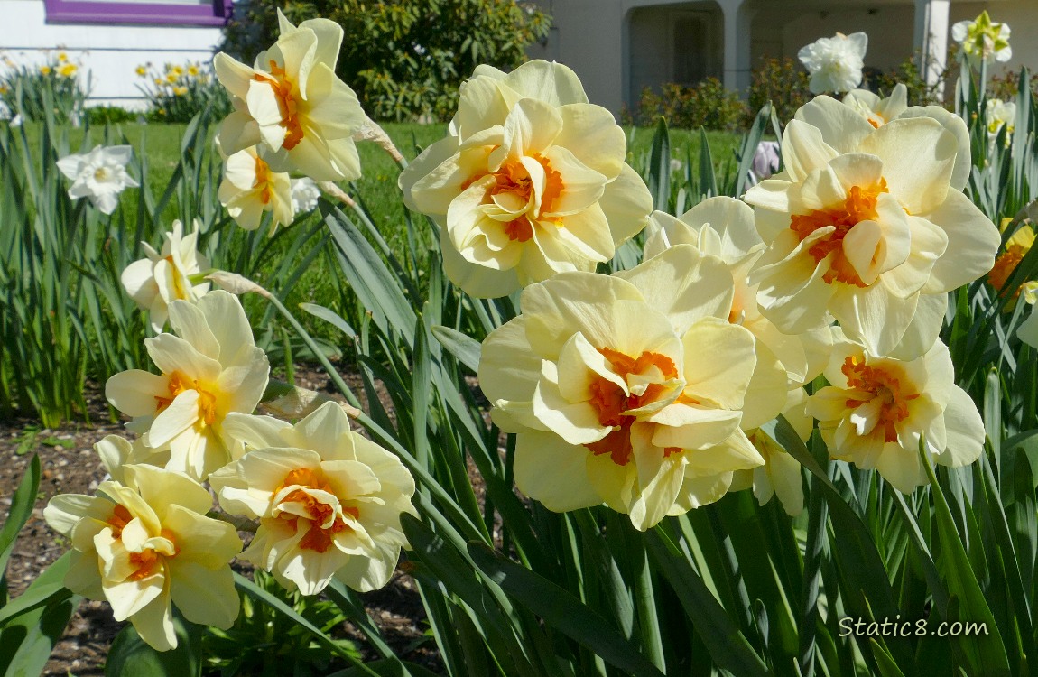 Double petal Daffodil blooms