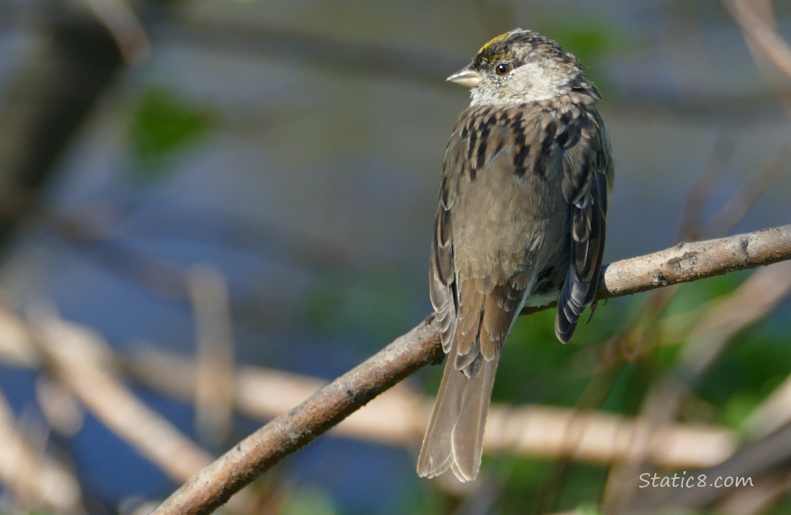 Golden Crown Sparrow standing on a twig