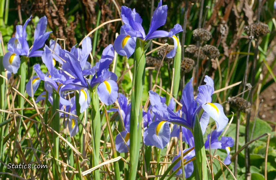 Lavender coloured Iris blooms