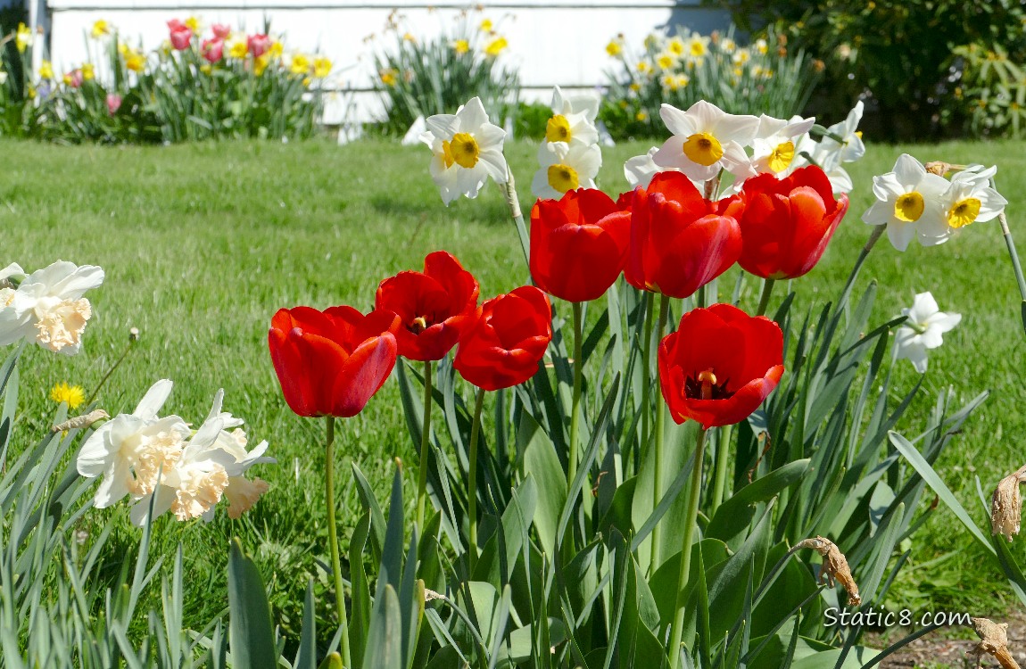 Red Tulip blooms with Jonquils