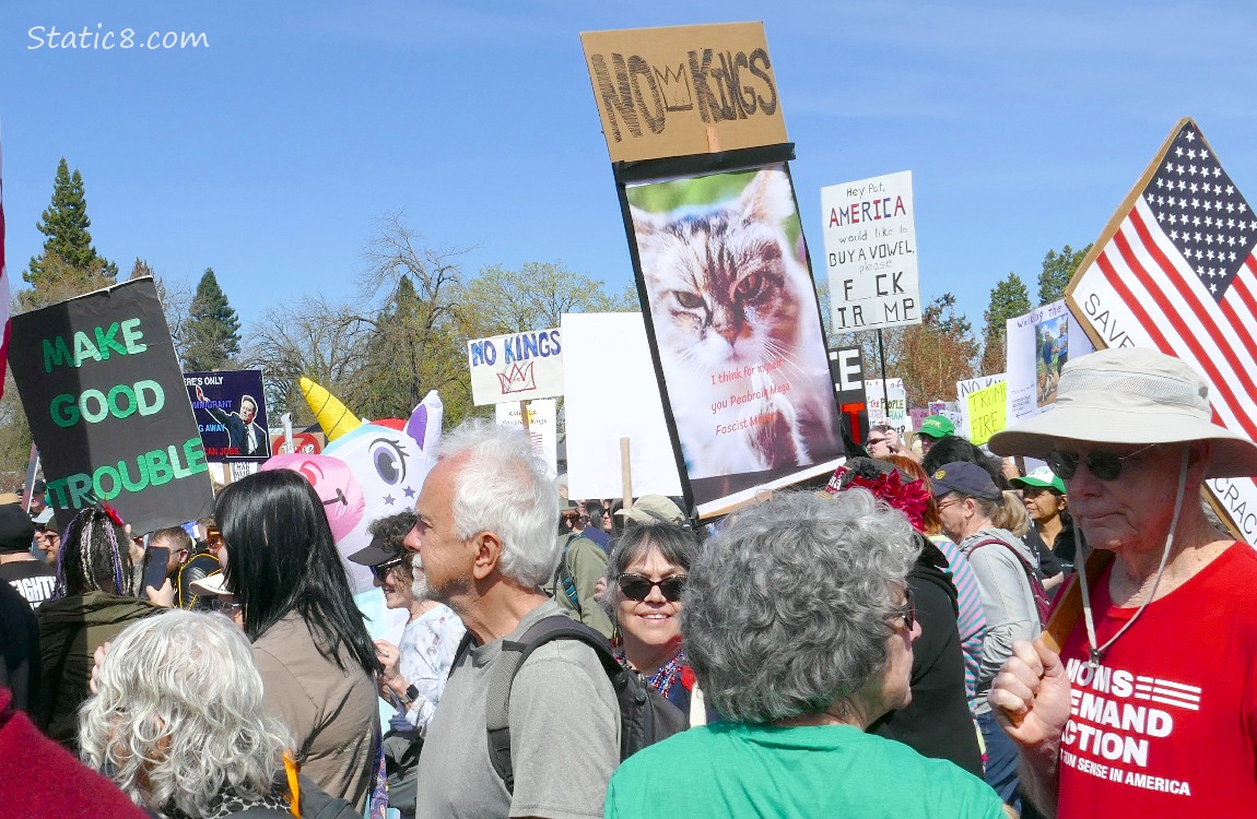 Protesters with signs, one sign has a photo of a grumpy cat 