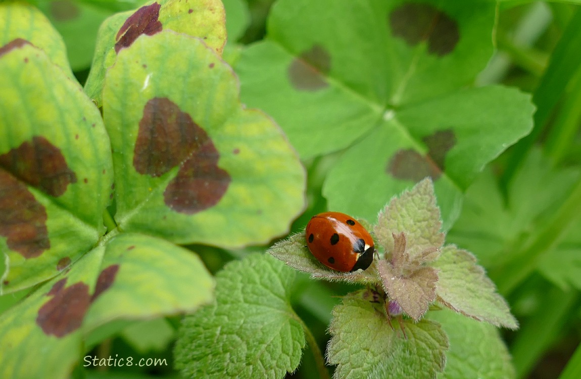 Seven Spot Ladybug standing on Dead Nettle