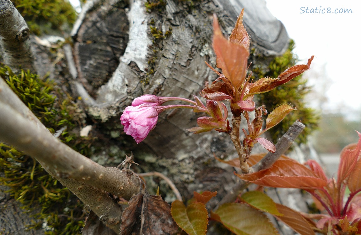 Pink, double petal Cherry Blossom next to the mossy trunk