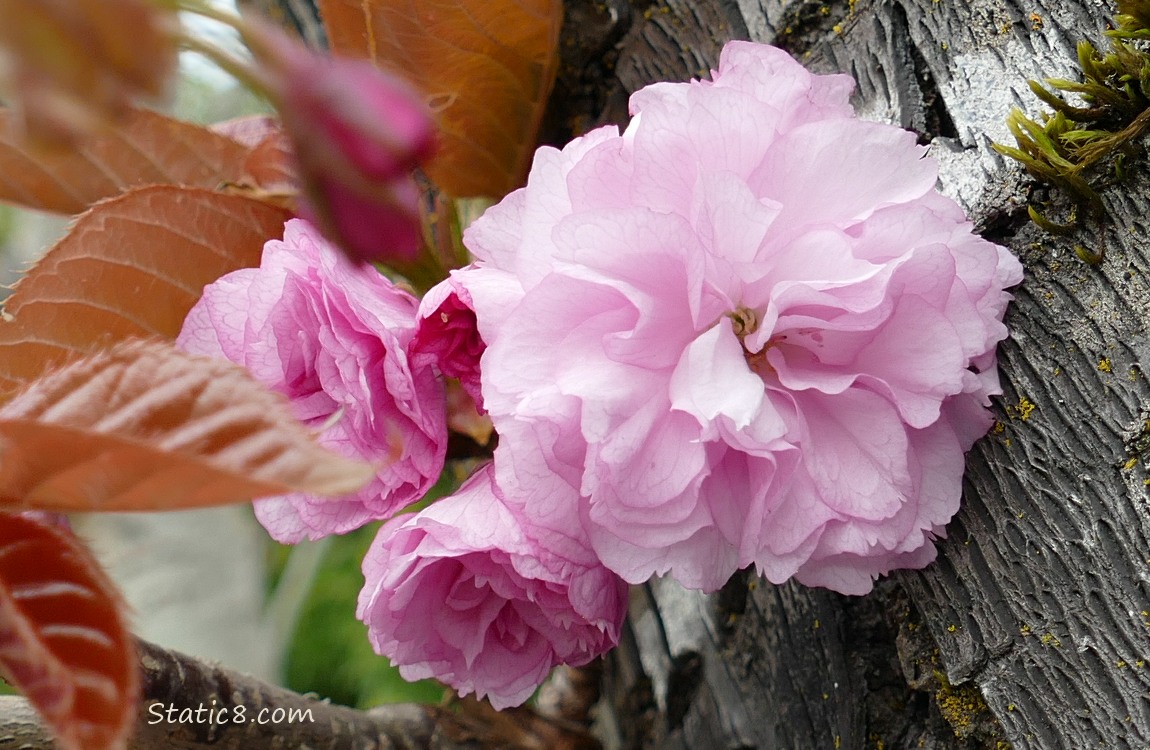 Pink, double petal Cherry Blossoms