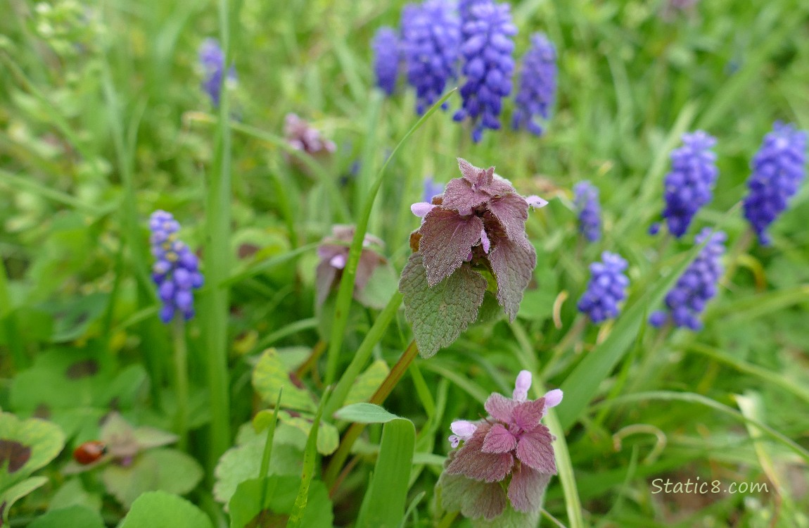 Dead Nettle in the grass with Grape Hyacinths