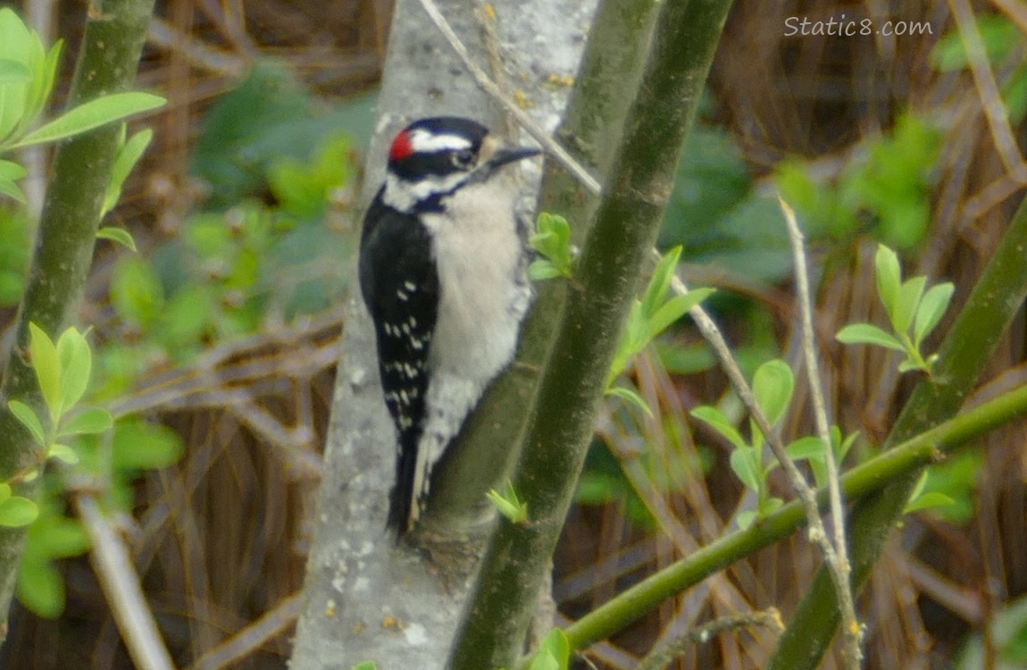 Downy Woodpecker standing on a branch