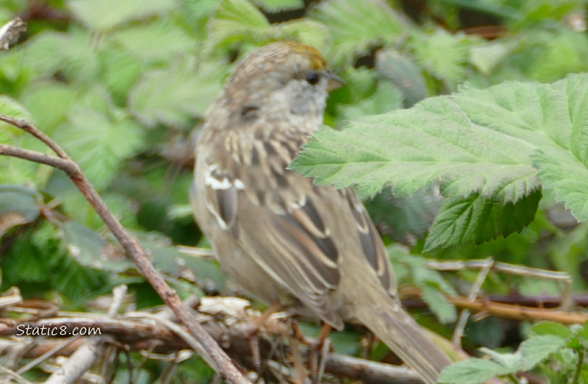 Golden Crown Sparrow standing on a twig