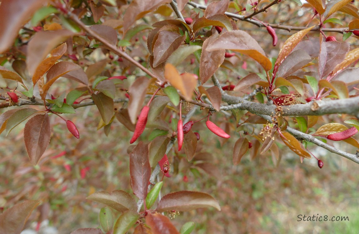 Red flat fruits hanging from a plum tree