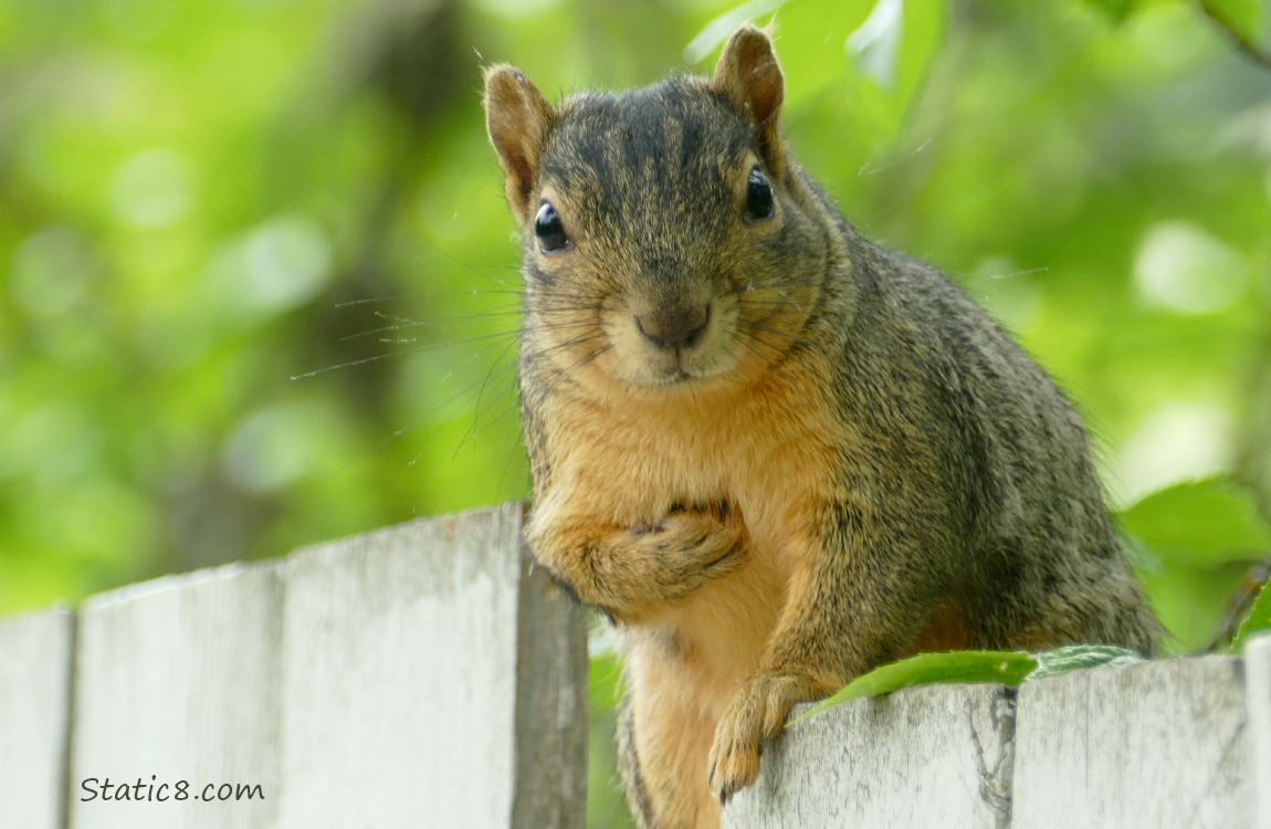 Squirrel standing at the top of a wood fence