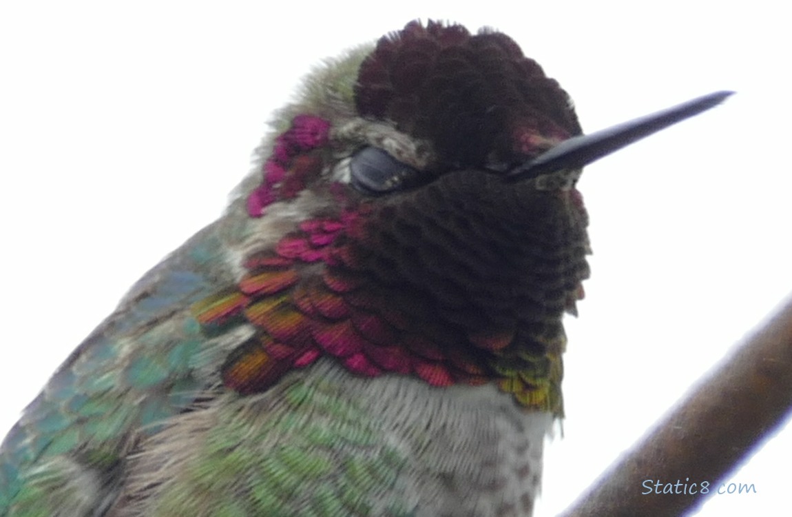 Close up of an Anna Hummingbird as he blinks!