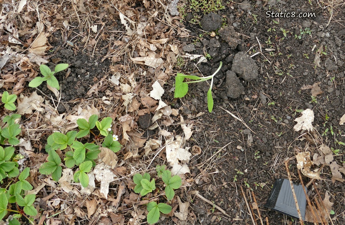 Looking down at plants growing in the dirt