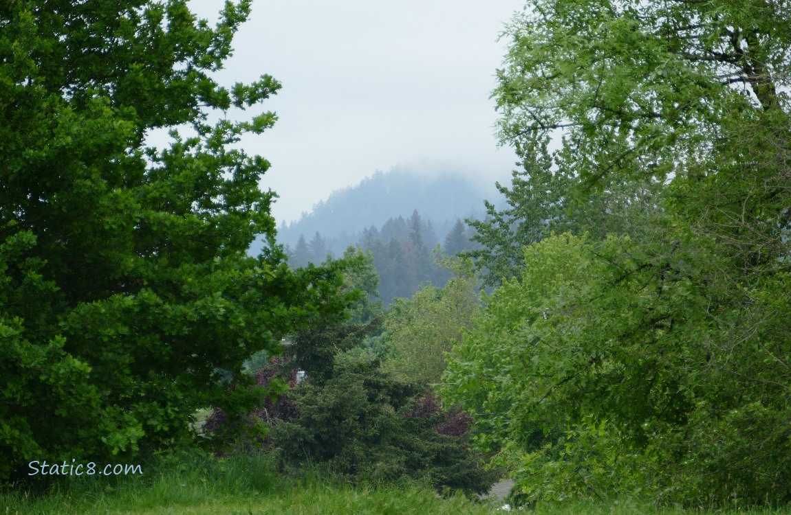 Foggy hill in the distance between closer trees