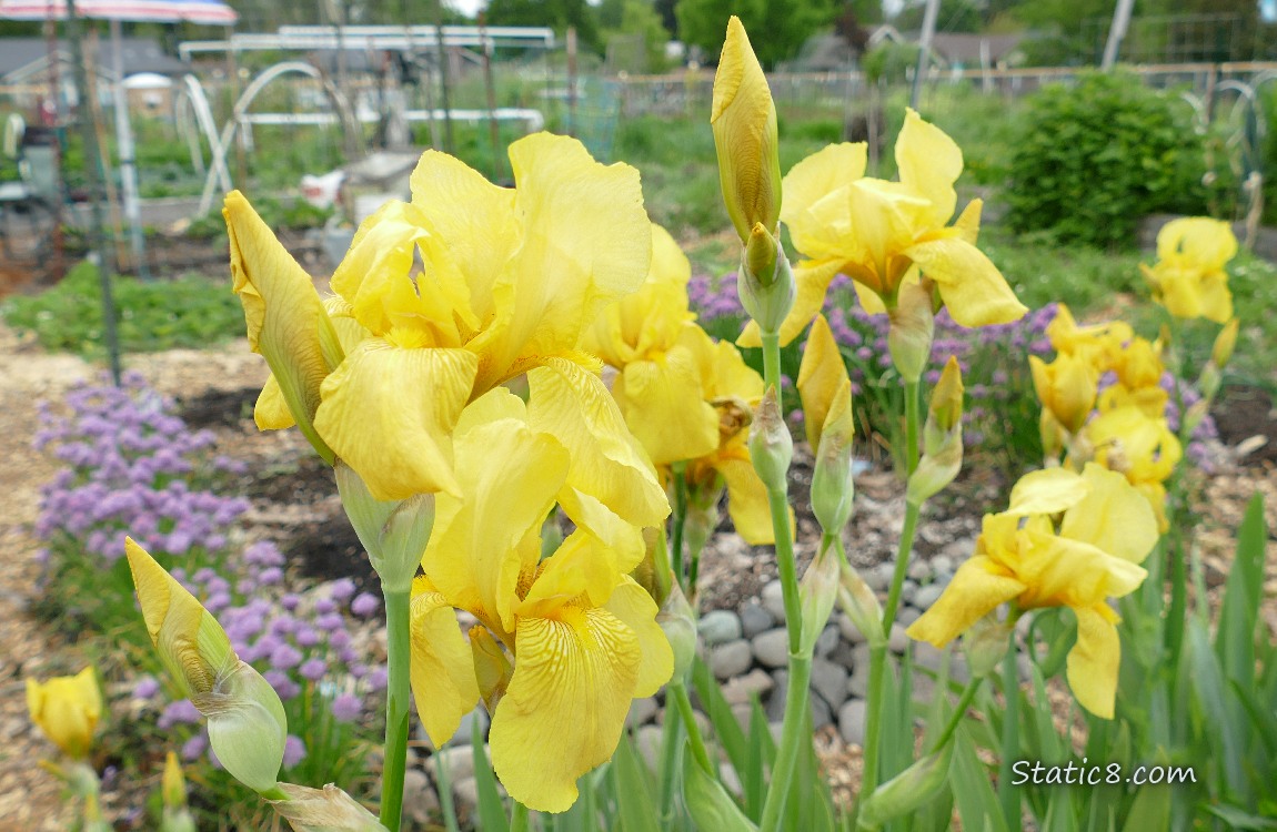 Yellow Iris blooms