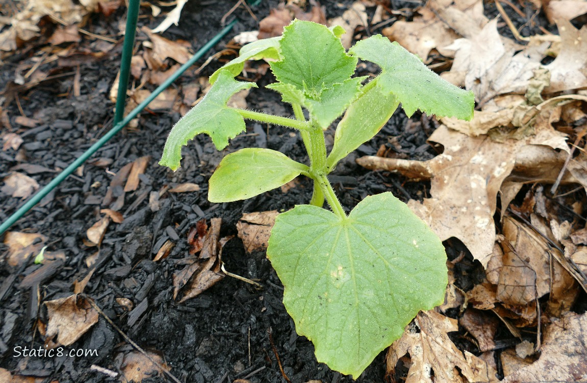 Cucumber seedling growing in the dirt