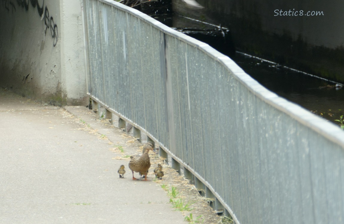 Mama Mallard and several ducklings walking on the path near the railing