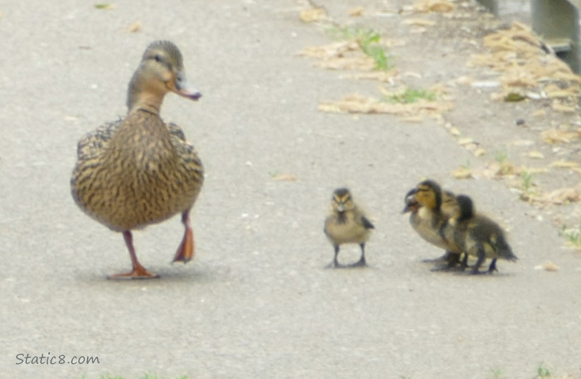 Mama Mallard walking on the path with several ducklings