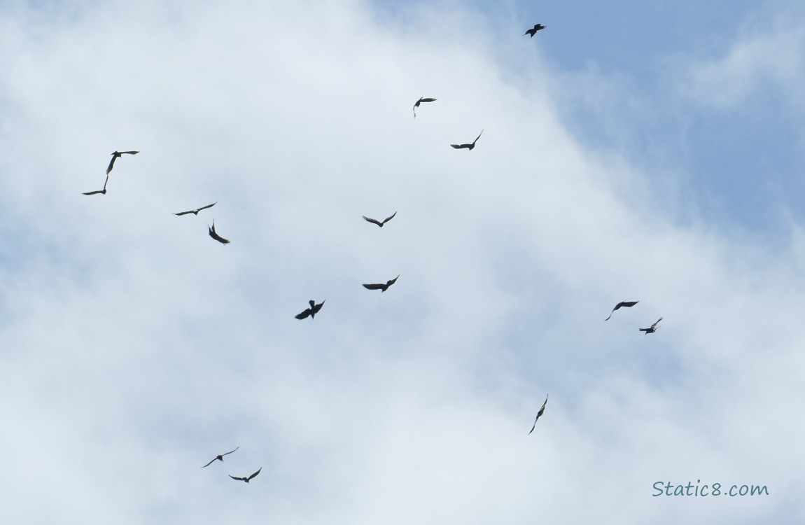 Crows flying in front of white clouds