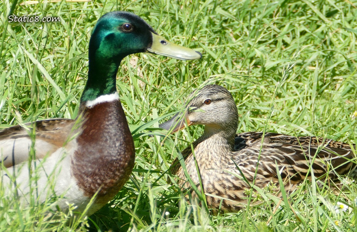 Male and female Mallard sitting in the grass