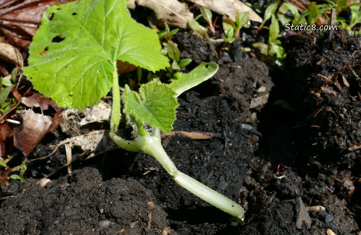 Squash