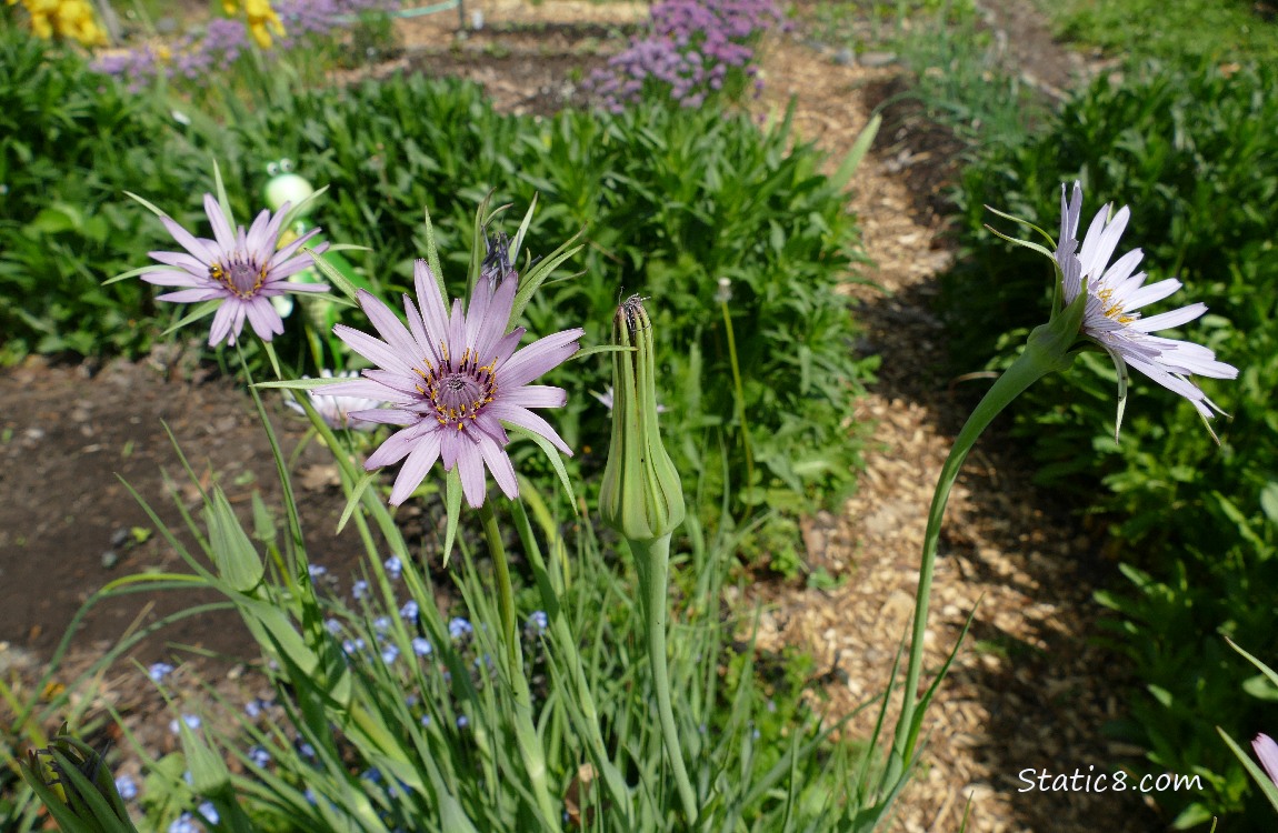 Salsify blooms in front of a garden plot