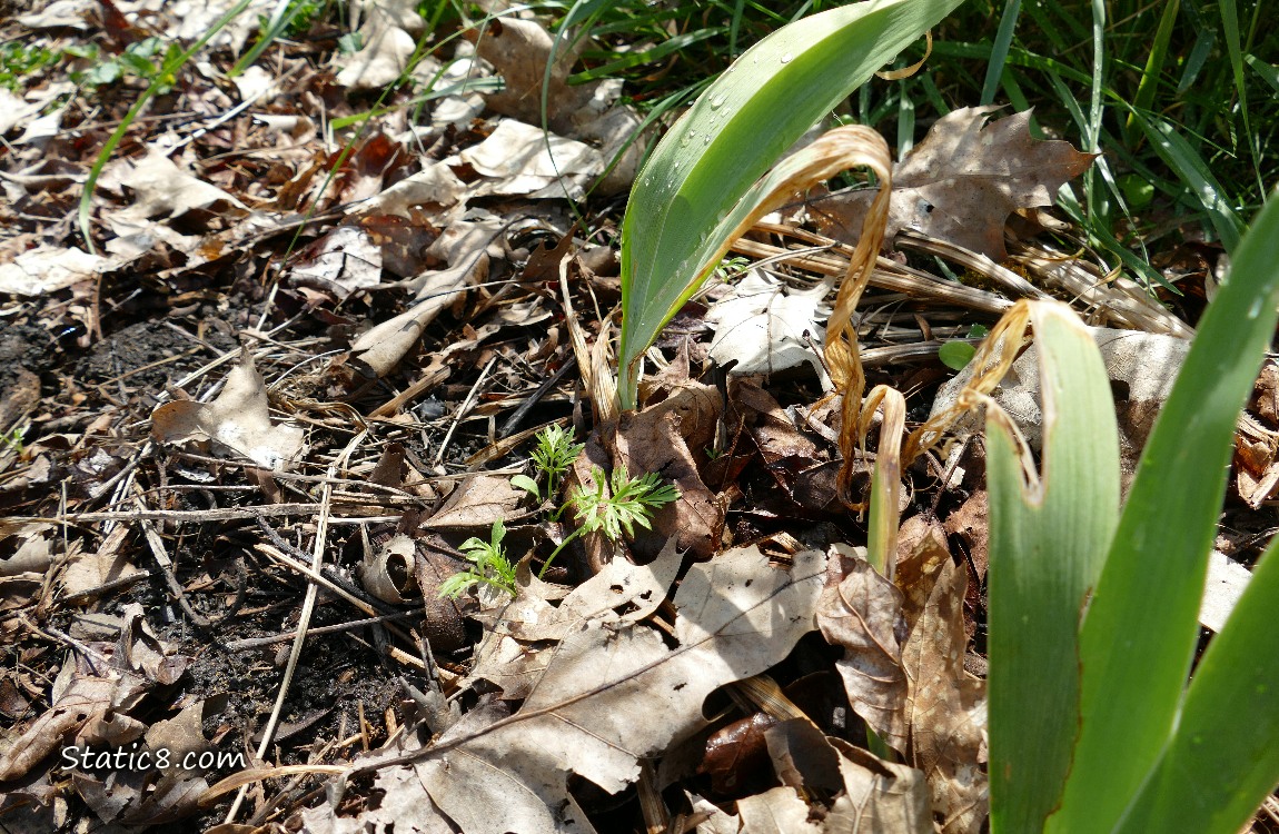 garden plot