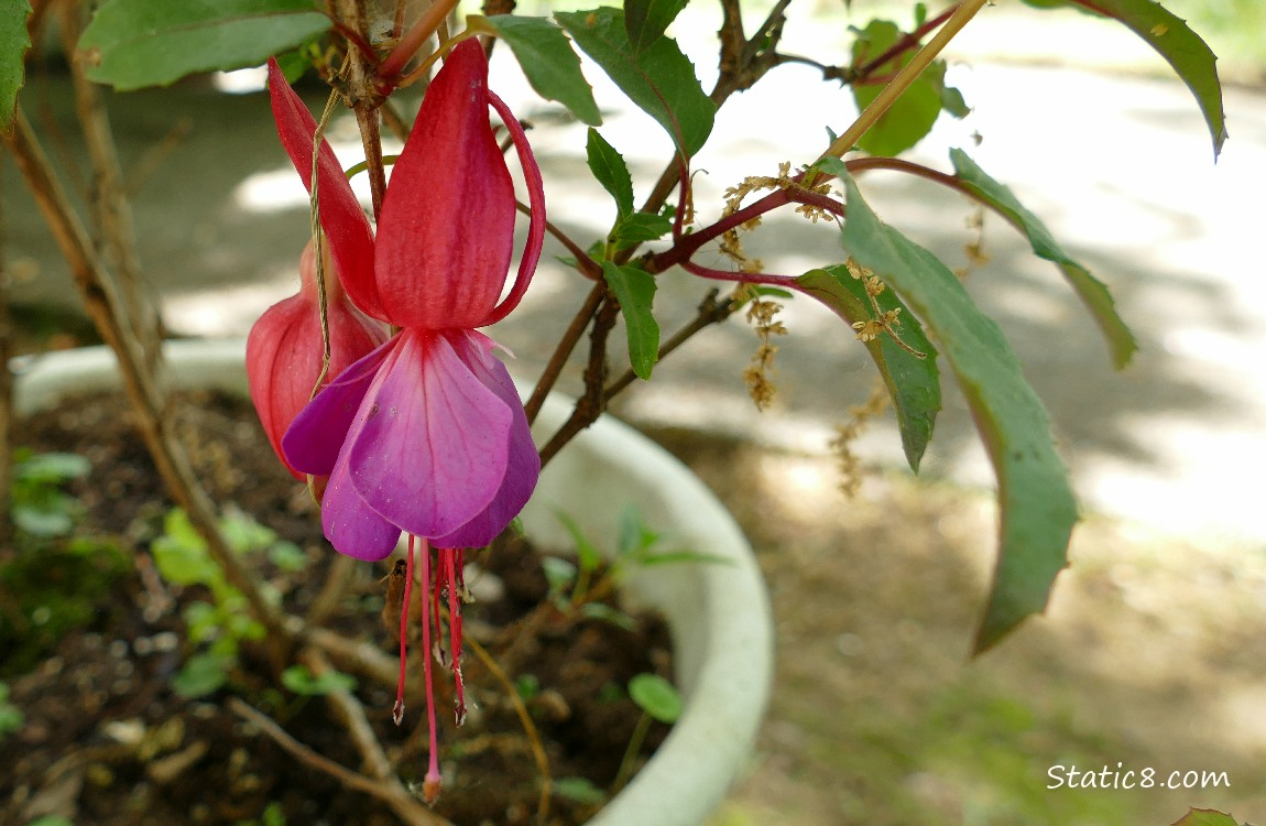 Fuchsia blooms hanging on a potted plant