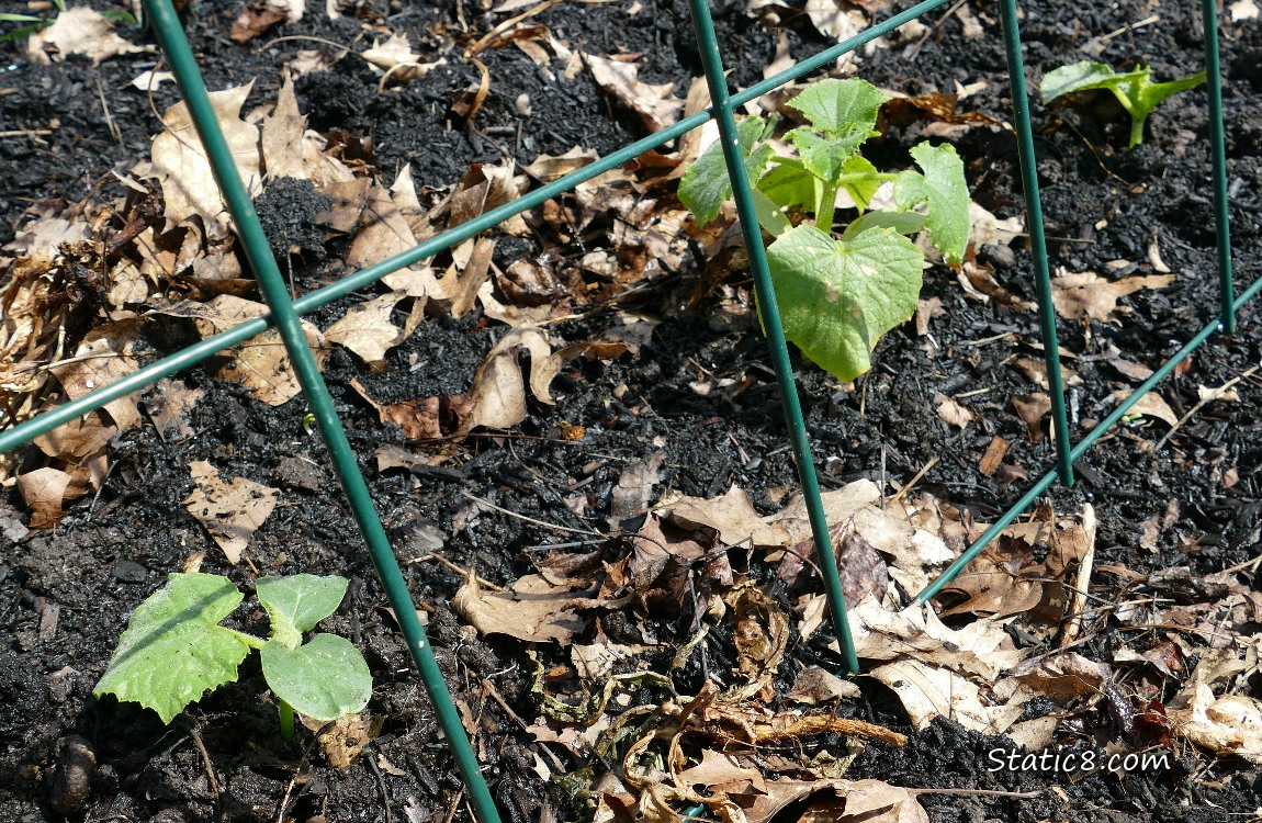 Cucumber seedlings growing under a green wire trellis