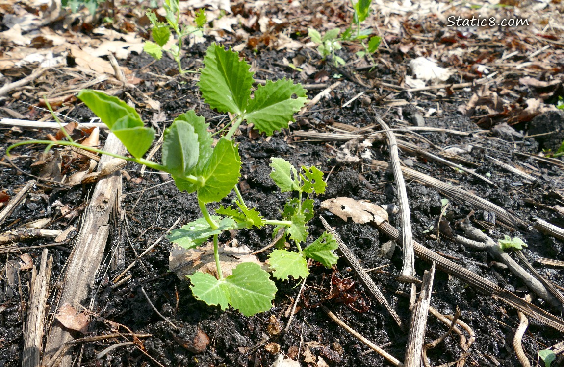 Pea seedling growing in the dirt