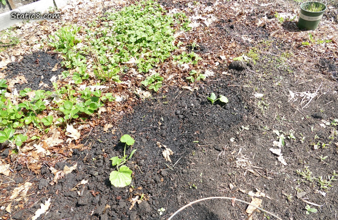 Garden plot with strawberry plants and some squash seedlings