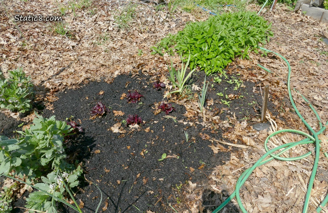 Garden plot