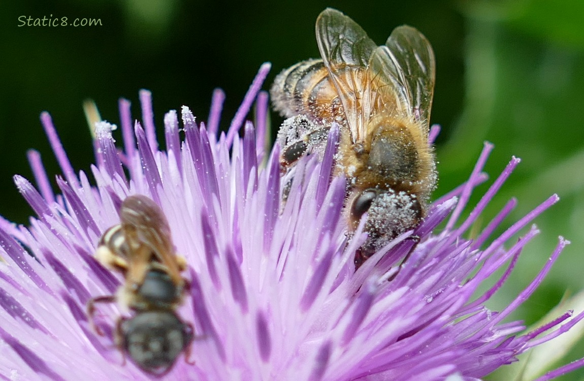 Native bee and Honey Bee on a thistle blossom