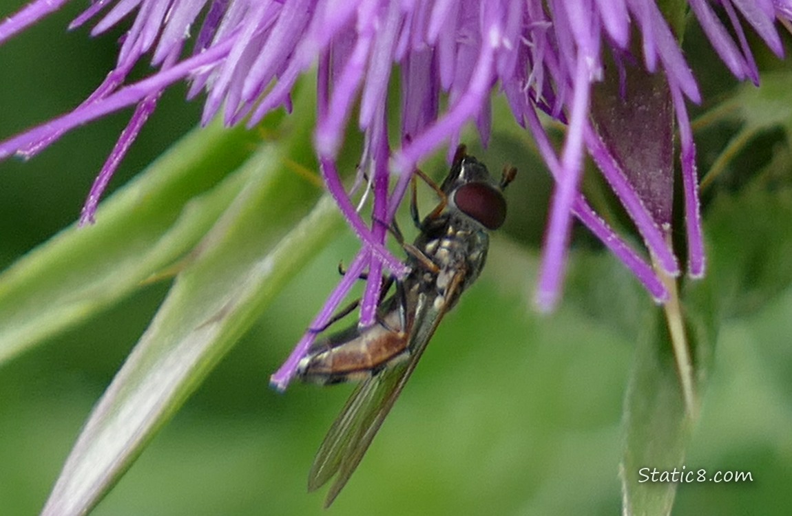 Native bee hanging from the bottom of a purple thistle bloom