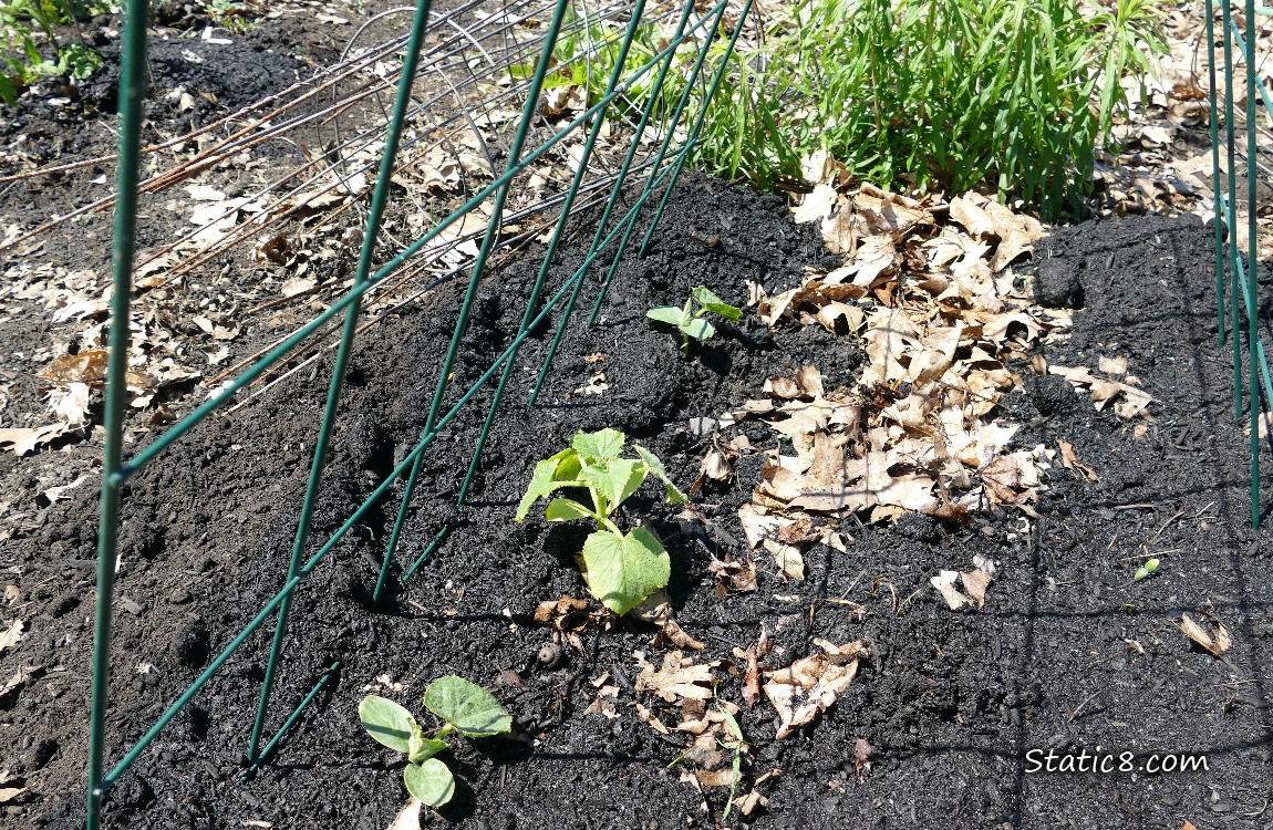 Garden plot