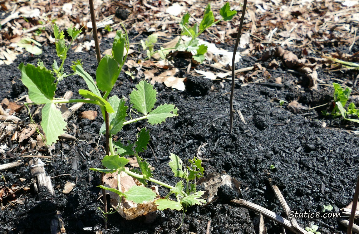 Snap Peas growing in the dirt with leaf mulch