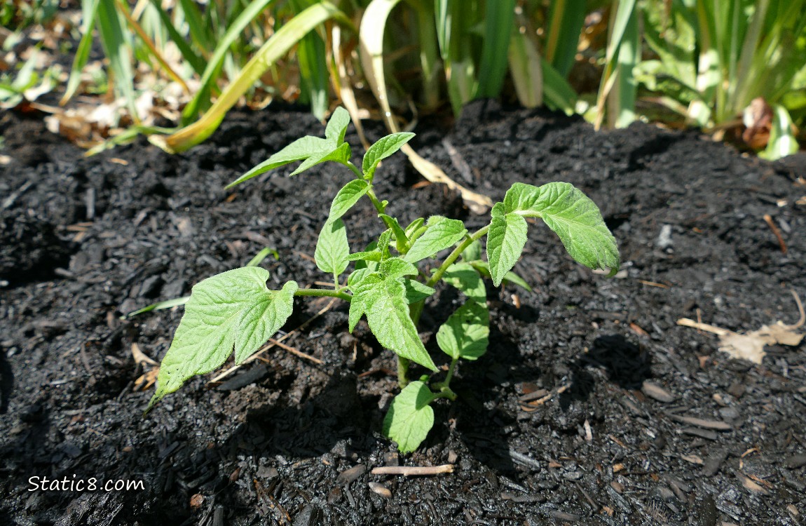 Tomato plant growing in the dirt