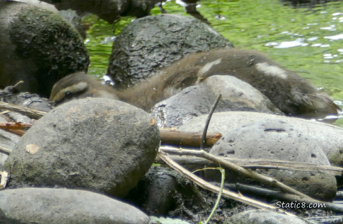 Duckling behind a rock