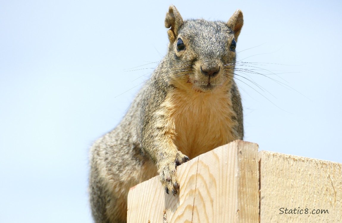 Squirrel standing on a wood fence, blue sky behind